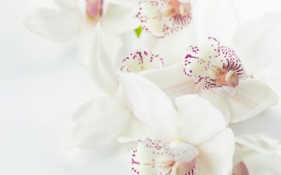 Fleurs pour le reposoir