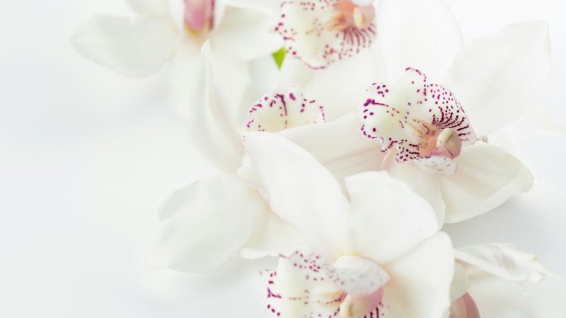 Fleurs pour le reposoir