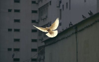 « Que 2025 soit une année où progresse la paix ! »