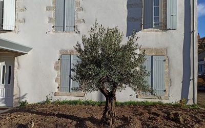 Un bel olivier planté devant la maison paroissiale