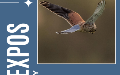 [Expos de Souzy] – Survol des marais de Saintonge